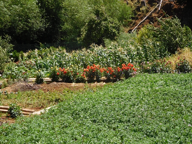 23 July 2015 4 Levadas around Aguas Mansas — Descent on the Levada da Morena as far as the Levada dos Tornos — photo 27