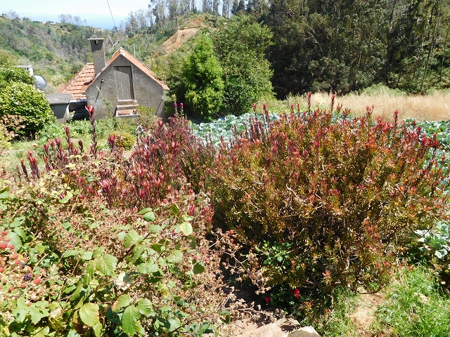 23 July 2015 4 Levadas around Aguas Mansas — Descent on the Levada da Morena as far as the Levada dos Tornos — photo 29