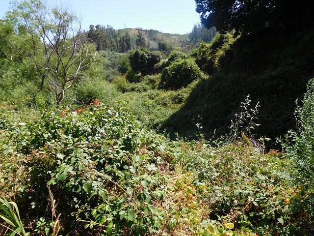 23 July 2015 4 Levadas around Aguas Mansas — Descent on the Levada da Morena as far as the Levada dos Tornos — photo 30