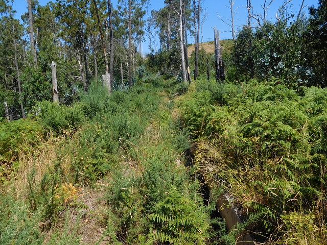 23 July 2015 4 Levadas around Aguas Mansas — From Aguas Mansas to the Lagoa das Aguas Mansas — photo 16