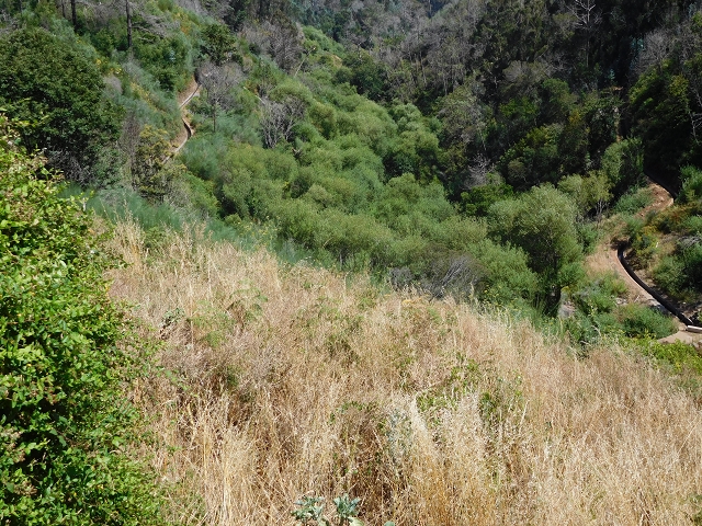 23 July 2015 4 Levadas around Aguas Mansas — Descent on the Levada da Morena as far as the Levada dos Tornos — photo 35