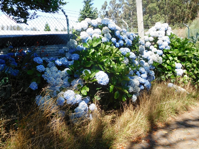 23 July 2015 4 Levadas around Aguas Mansas — Descent on the Levada da Morena as far as the Levada dos Tornos — photo 41