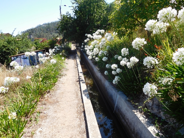 23 July 2015 4 Levadas around Aguas Mansas — On the Levada dos Tornos as far as Fonte dos Almocreves — photo 5