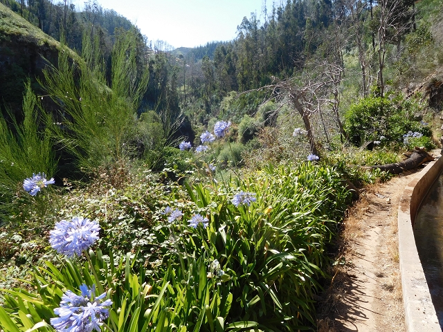 23 July 2015 4 Levadas around Aguas Mansas — On the Levada dos Tornos as far as Fonte dos Almocreves — photo 9