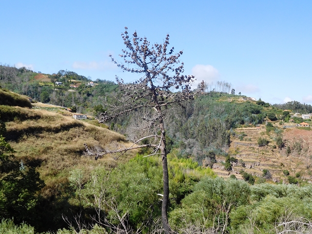 23 July 2015 4 Levadas around Aguas Mansas — On the Levada dos Tornos as far as Fonte dos Almocreves — photo 22