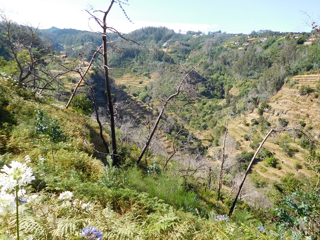 23 July 2015 4 Levadas around Aguas Mansas — On the Levada dos Tornos as far as Fonte dos Almocreves — photo 23