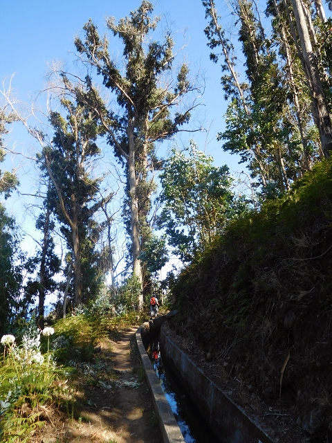 23 July 2015 4 Levadas around Aguas Mansas — On the Levada dos Tornos as far as Fonte dos Almocreves — photo 24