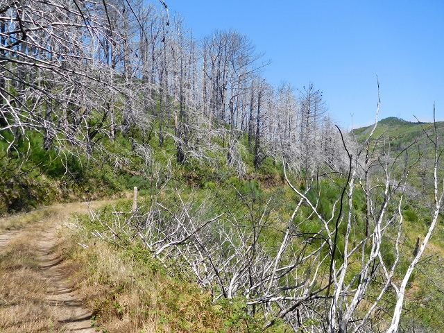 23 July 2015 4 Levadas around Aguas Mansas — To the Madre of the Levada do Pico das Eiroses and back — photo 8