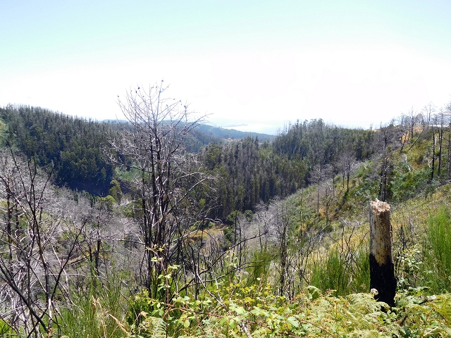 23 July 2015 4 Levadas around Aguas Mansas — To the Madre of the Levada do Pico das Eiroses and back — photo 10