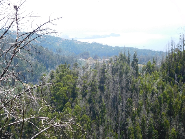 23 July 2015 4 Levadas around Aguas Mansas — To the Madre of the Levada do Pico das Eiroses and back — photo 11