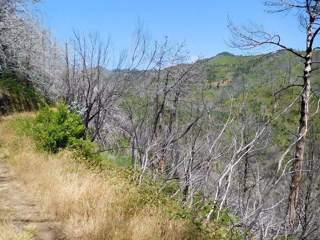 23 July 2015 4 Levadas around Aguas Mansas — To the Madre of the Levada do Pico das Eiroses and back — photo 12