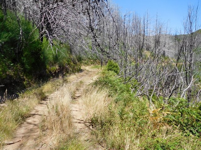 23 July 2015 4 Levadas around Aguas Mansas — To the Madre of the Levada do Pico das Eiroses and back — photo 13