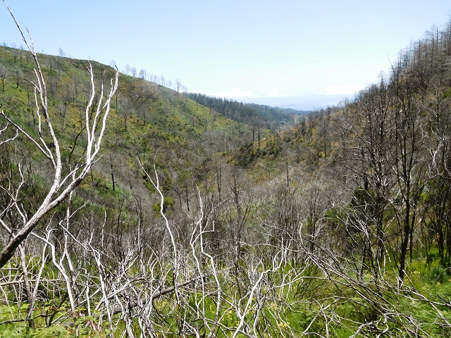 23 July 2015 4 Levadas around Aguas Mansas — To the Madre of the Levada do Pico das Eiroses and back — photo 14