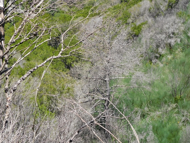 23 July 2015 4 Levadas around Aguas Mansas — To the Madre of the Levada do Pico das Eiroses and back — photo 16