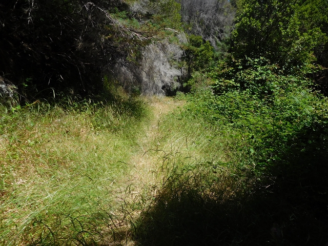 23 July 2015 4 Levadas around Aguas Mansas — To the Madre of the Levada do Pico das Eiroses and back — photo 23
