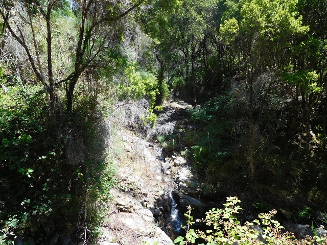 23 July 2015 4 Levadas around Aguas Mansas — To the Madre of the Levada do Pico das Eiroses and back — photo 25