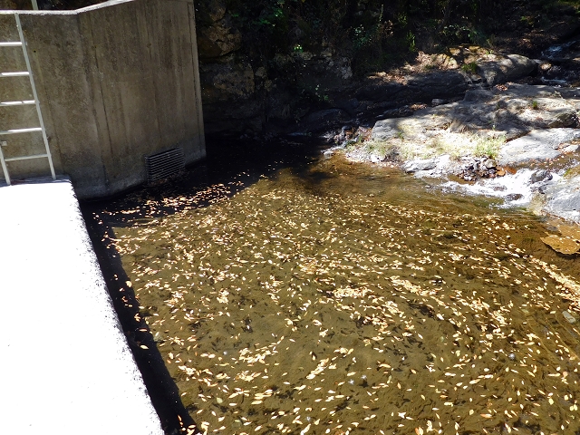 23 July 2015 4 Levadas around Aguas Mansas — To the Madre of the Levada do Pico das Eiroses and back — photo 26