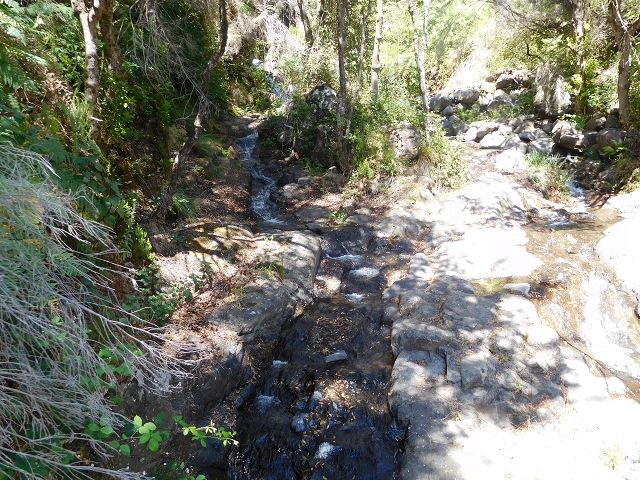 23 July 2015 4 Levadas around Aguas Mansas — To the Madre of the Levada do Pico das Eiroses and back — photo 29