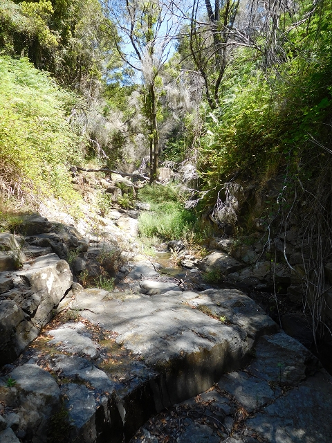 23 July 2015 4 Levadas around Aguas Mansas — To the Madre of the Levada do Pico das Eiroses and back — photo 36