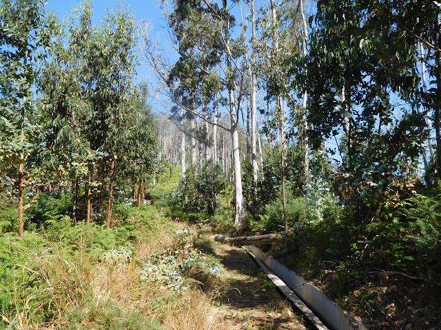 23 July 2015 4 Levadas around Aguas Mansas — From Aguas Mansas to the Lagoa das Aguas Mansas — photo 6