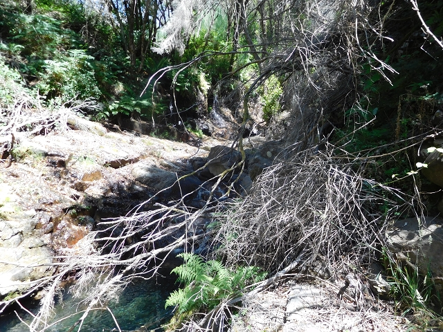 23 July 2015 4 Levadas around Aguas Mansas — To the Madre of the Levada do Pico das Eiroses and back — photo 38