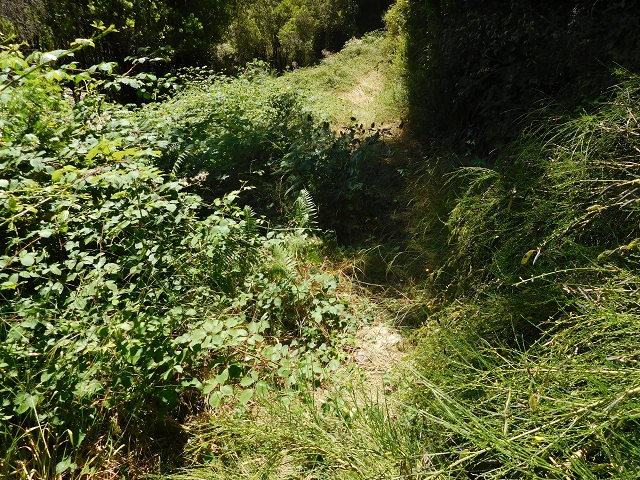 23 July 2015 4 Levadas around Aguas Mansas — To the Madre of the Levada do Pico das Eiroses and back — photo 40