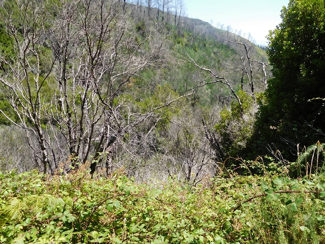 23 July 2015 4 Levadas around Aguas Mansas — To the Madre of the Levada do Pico das Eiroses and back — photo 42