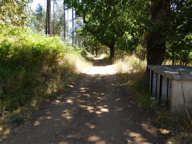 23 July 2015 4 Levadas around Aguas Mansas — On the Levada da Serra do Faial to Quatro Estradas and back to the crossing with the Levada da Morena — photo 2