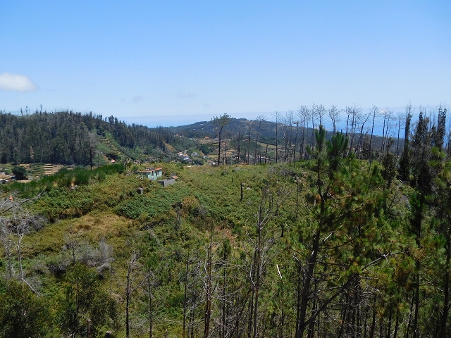 23 July 2015 4 Levadas around Aguas Mansas — On the Levada da Serra do Faial to Quatro Estradas and back to the crossing with the Levada da Morena — photo 8