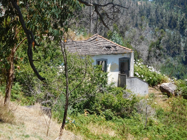 23 July 2015 4 Levadas around Aguas Mansas — On the Levada da Serra do Faial to Quatro Estradas and back to the crossing with the Levada da Morena — photo 10