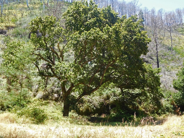 23 July 2015 4 Levadas around Aguas Mansas — On the Levada da Serra do Faial to Quatro Estradas and back to the crossing with the Levada da Morena — photo 15