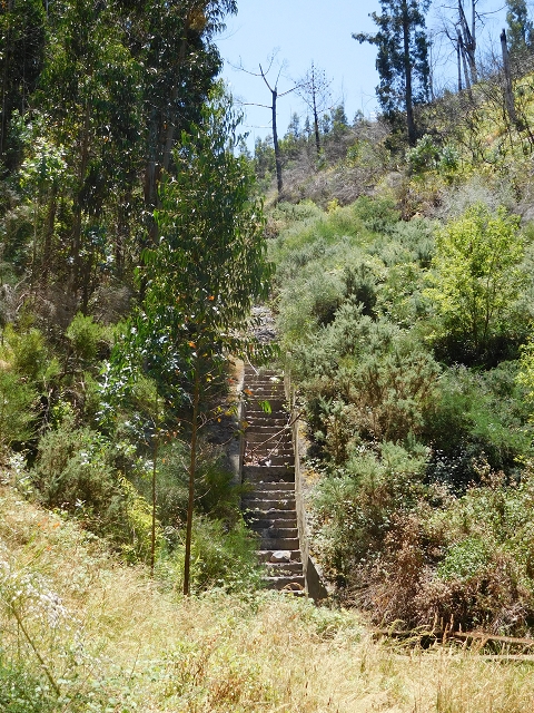 23 July 2015 4 Levadas around Aguas Mansas — On the Levada da Serra do Faial to Quatro Estradas and back to the crossing with the Levada da Morena — photo 16
