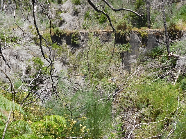 23 July 2015 4 Levadas around Aguas Mansas — On the Levada da Serra do Faial to Quatro Estradas and back to the crossing with the Levada da Morena — photo 17