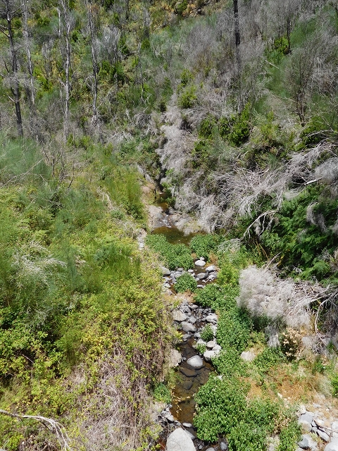 23 July 2015 4 Levadas around Aguas Mansas — On the Levada da Serra do Faial to Quatro Estradas and back to the crossing with the Levada da Morena — photo 22