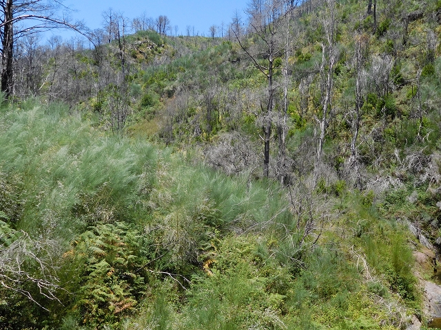 23 July 2015 4 Levadas around Aguas Mansas — On the Levada da Serra do Faial to Quatro Estradas and back to the crossing with the Levada da Morena — photo 23
