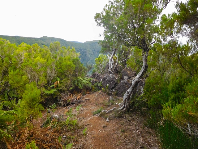 13 August 2017 The great tunnel-rat diploma: From the Madre of the Levada do Norte to the gravel track from Ginjas to Estanquinhos — On the Lombo das Barbinhas to the Norte — photo 2