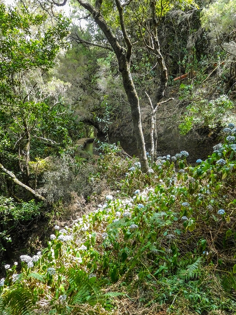13 August 2017 The great tunnel-rat diploma: From the Madre of the Levada do Norte to the gravel track from Ginjas to Estanquinhos — A possible descent to the Vereda Pau Branco — photo 5