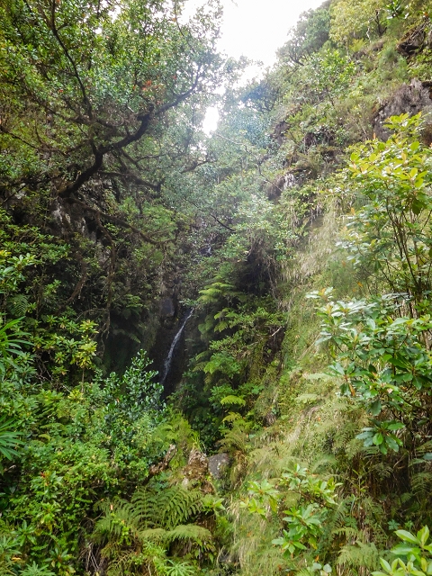 13 August 2017 The great tunnel-rat diploma: From the Madre of the Levada do Norte to the gravel track from Ginjas to Estanquinhos — On the Lombo das Barbinhas to the Norte — photo 8