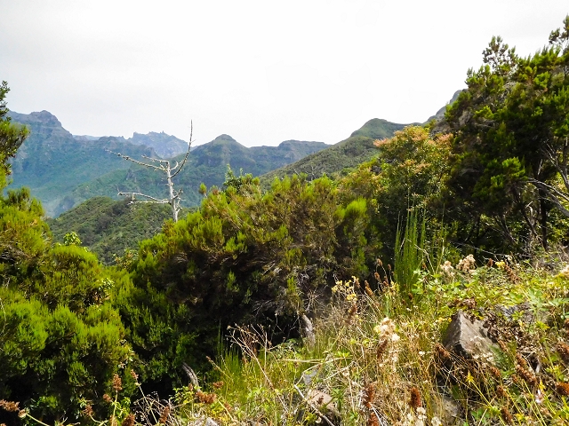 13 August 2017 The great tunnel-rat diploma: From the Madre of the Levada do Norte to the gravel track from Ginjas to Estanquinhos — Ascent on the track to the Levada do Plaino Velho — photo 5