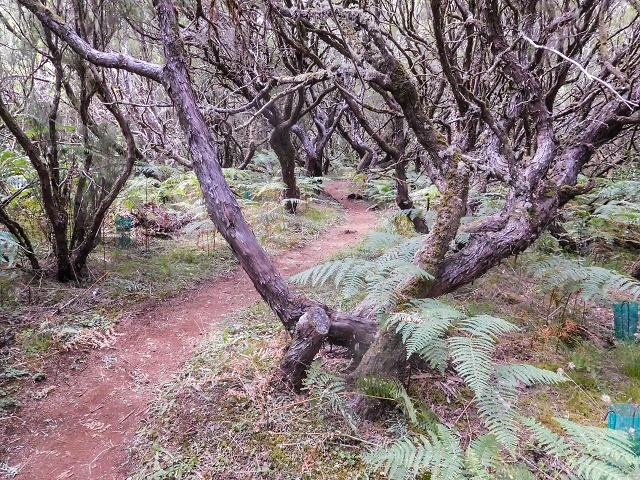 13 August 2017 The great tunnel-rat diploma: From the Madre of the Levada do Norte to the gravel track from Ginjas to Estanquinhos — On the PR 17 and Casa do Caramujo — photo 1