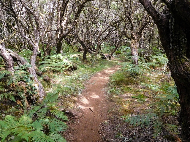 13 August 2017 The great tunnel-rat diploma: From the Madre of the Levada do Norte to the gravel track from Ginjas to Estanquinhos — On the PR 17 and Casa do Caramujo — photo 2