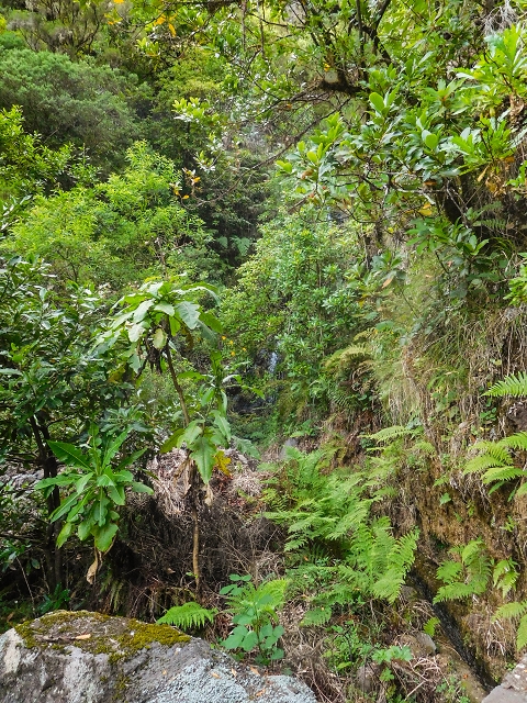 13 August 2017 The great tunnel-rat diploma: From the Madre of the Levada do Norte to the gravel track from Ginjas to Estanquinhos — Crossing of the southern branch of the Ribeira do Folhado — photo 3