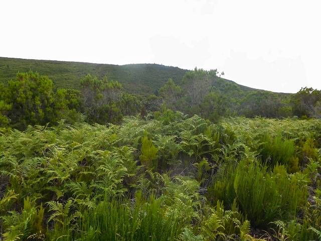 13 August 2017 The great tunnel-rat diploma: From the Madre of the Levada do Norte to the gravel track from Ginjas to Estanquinhos — Via the Fontes Ruivas to the edge of the Paul da Serra — photo 12