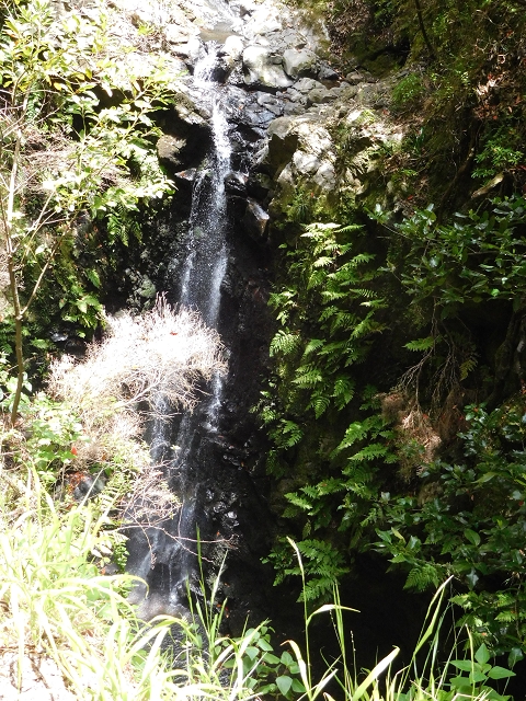 24.06.2016 Levada Nova — Abstieg und östliche Bachpassage — Foto 13