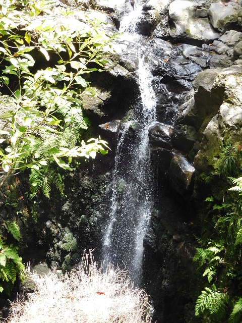 24.06.2016 Levada Nova — Abstieg und östliche Bachpassage — Foto 14