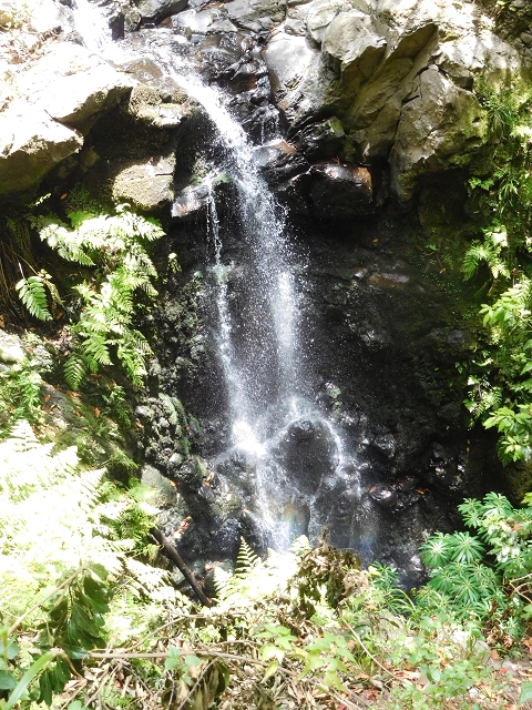 24.06.2016 Levada Nova — Abstieg und östliche Bachpassage — Foto 15