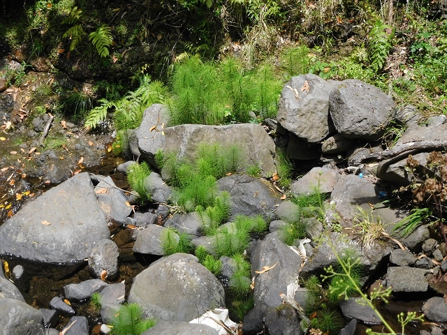 24.06.2016 Levada Nova — Abstieg und östliche Bachpassage — Foto 18