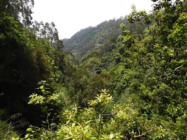 24.06.2016 Levada Nova — Abstieg und östliche Bachpassage — Foto 20