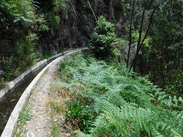 24.06.2016 Levada Nova — Abstieg und östliche Bachpassage — Foto 21