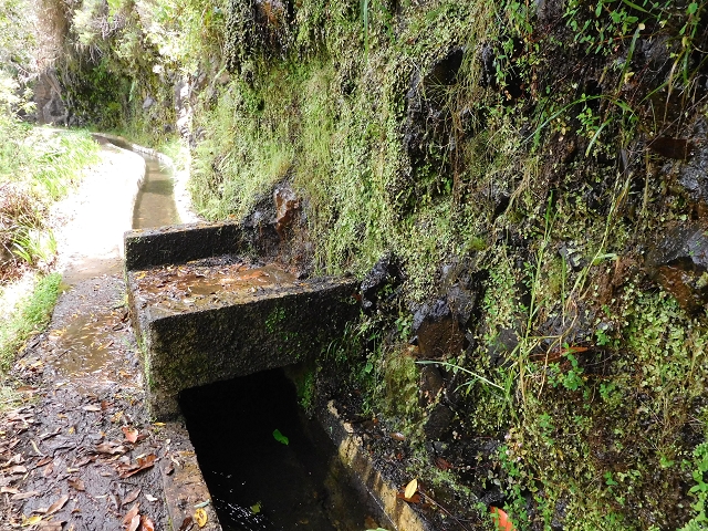 24.06.2016 Levada Nova — Abstieg und östliche Bachpassage — Foto 24